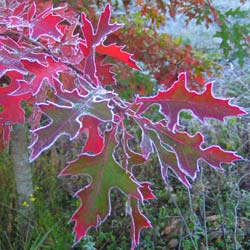 Quercus palustris